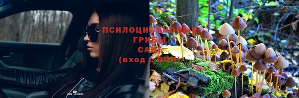 прущие грибы Алзамай